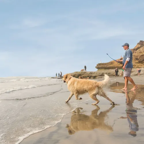 Man and his dog playing fetch at Del Mar Dog Beach in San Diego County