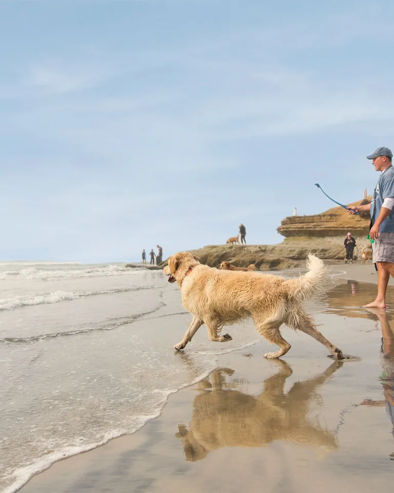 Man and his dog playing fetch at Del Mar Dog Beach in San Diego County